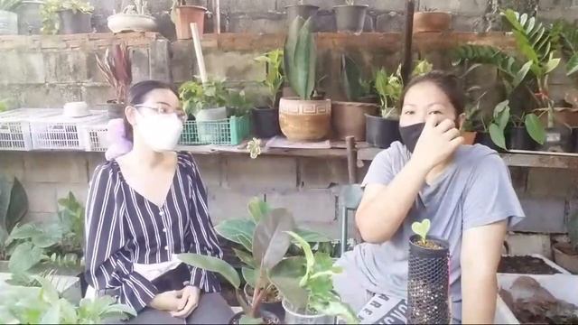 ต้นไม้จากช่อง Sky Plants ฟิโลเบอร์กิ้น ฟิโลอะตอม แบลคคาร์ดินัล เงินไหลมาด่างขาว ทรีคิง พลูแอปเปิ้ล смотреть онлайн