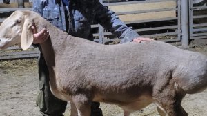 Гиссарский баран