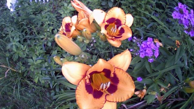 Daylilies 07 18 13 смотреть онлайн