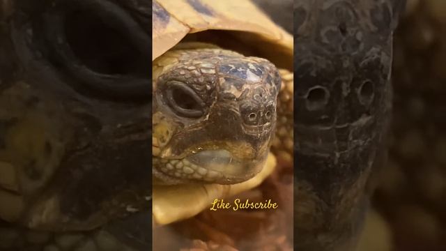 #turtle #pets #cute #animals #shorts #Tortoise Hermann’s Tortoise смотреть онлайн