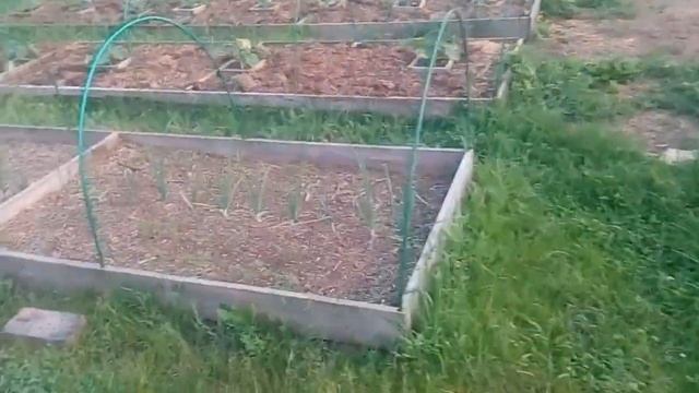Наши огурцы в открытом грунте и остальные посадки смотреть онлайн