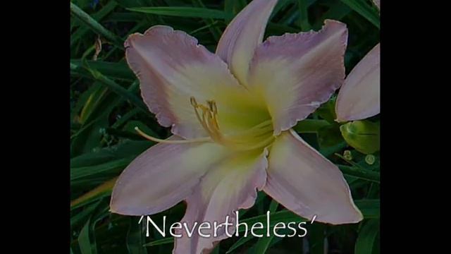 Daylily Hybrid Introductions BB Brooks 2013 and 2014 смотреть онлайн