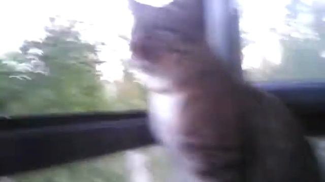 Мой кот Вова на балконе 😃 смотреть онлайн