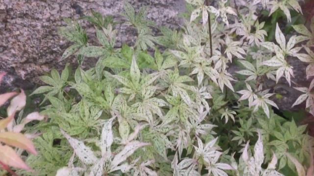 El extraño ukigumo смотреть онлайн