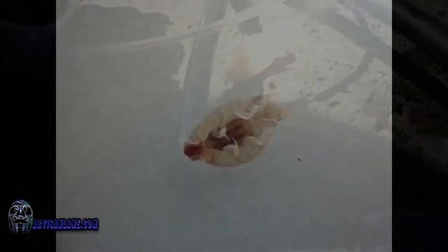 Cymothoa Exigua, aka the tongue-eating louse смотреть онлайн