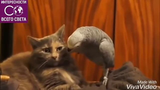 Не кто тебя не любит .....ну где же ты любовь моя