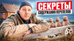 🐣 СЕКРЕТЫ содержания перепелов, которые меня ПОРАЗИЛИ #МоеПодворье