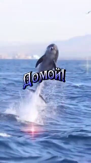 22.03.25 День Балтийского моря смотреть онлайн