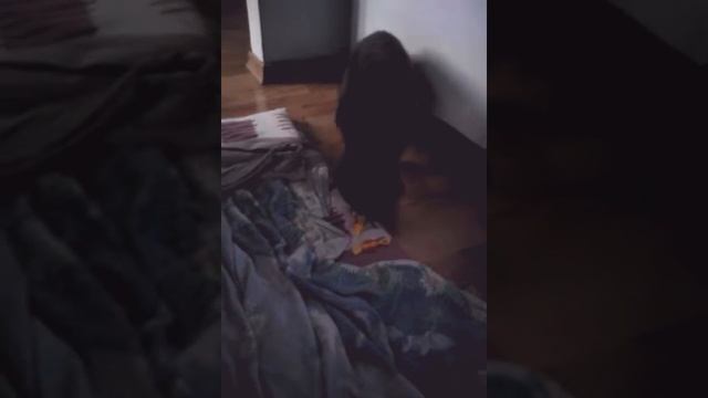 Мая кошка доня 😹😹😹любит конфеты смотреть онлайн