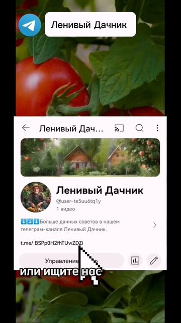 Профилактика и лечение фитофтороза на томатах #дача #дачныесоветы #огород #томаты #фитофтора#сад смотреть онлайн