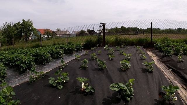 Сорт полуниці Хоней/Мій досвід вирощування полуниці на Поліссі смотреть онлайн
