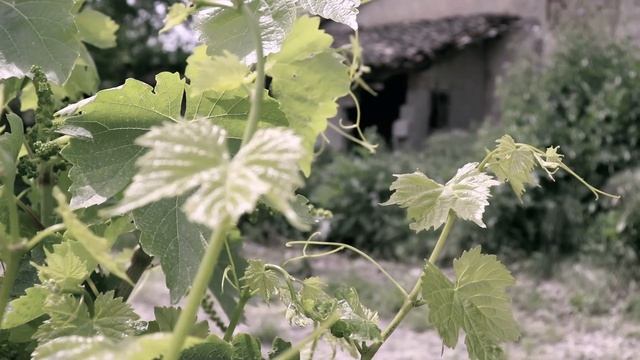 LANETLİ EV (KORKU FİLMİ)