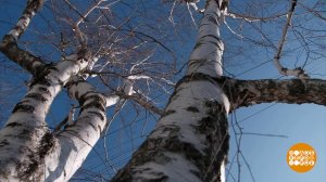 Я в весеннем лесу пил березовый сок... Доброе утро. Суббота. Фрагмент выпуска от 22.03.2025