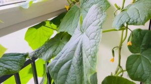 Чем подкормить огурцы чтоб плоды быстрее набирали вес и не отсыхали🥒