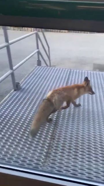 ЛИСА ПРИШЛА В ГОСТИ