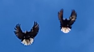 Ветер северный.