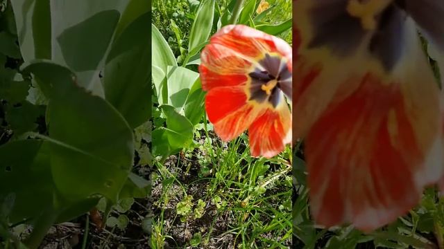 Доброе Утро! Мой Сад! Сейчас!🌷😘🌺#мой #сад #май #цветы #тюльпаны #дача #красиво #интересно #блогер смотреть онлайн