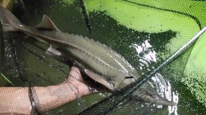 Кормление осетров червями, мойвой. Выращивание рыбы на натуральном, живом корме и в живой воде