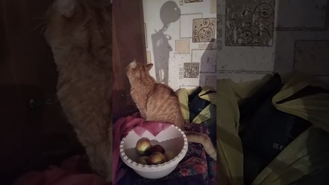 3.07.2022 Время мяучек, ,кот ну очень хочет в шкаф смотреть онлайн