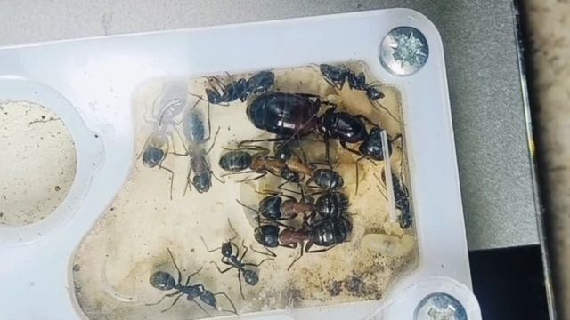Обзор муравьёв Camponotus Ligniperda. Не большой обзор Большого вида. смотреть онлайн