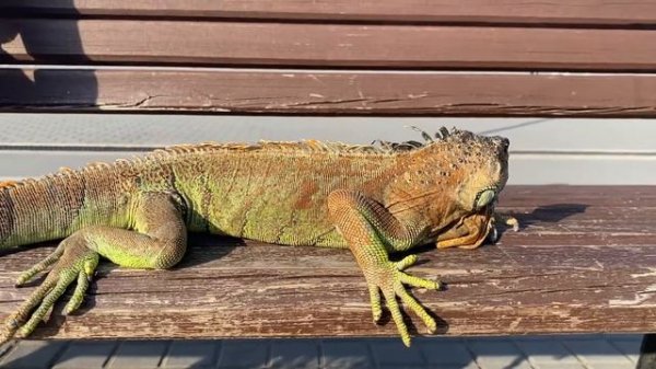 Домашняя игуана