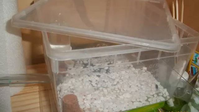 ADC - Pheidole - Odontomachus смотреть онлайн