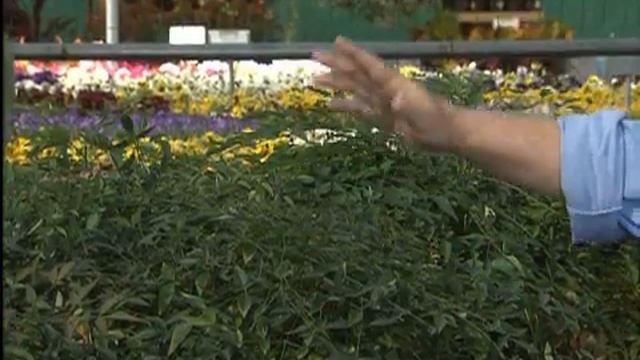 Nandina смотреть онлайн