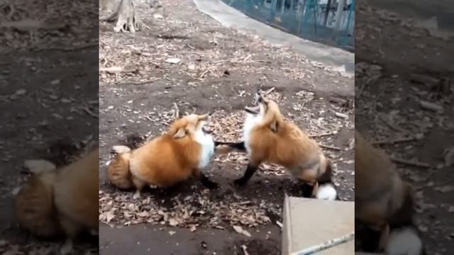 Лисицы угарают смотреть онлайн