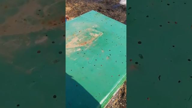 Первый облет пчел смотреть онлайн