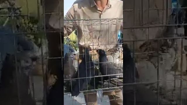 КУКОН КАБУТАР БОЗОРИДАН ОБЗОР. ДАХШАТ!! КАБУТАРЛАР ЧИКИБТИ. смотреть онлайн