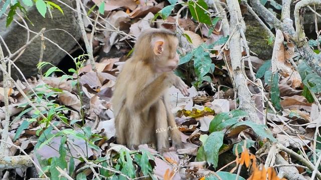 Pity New Abandoned monkey cuz Luna get her S care and Leo comes to meet her смотреть онлайн