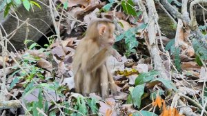 Pity New Abandoned monkey cuz Luna get her S care and Leo comes to meet her