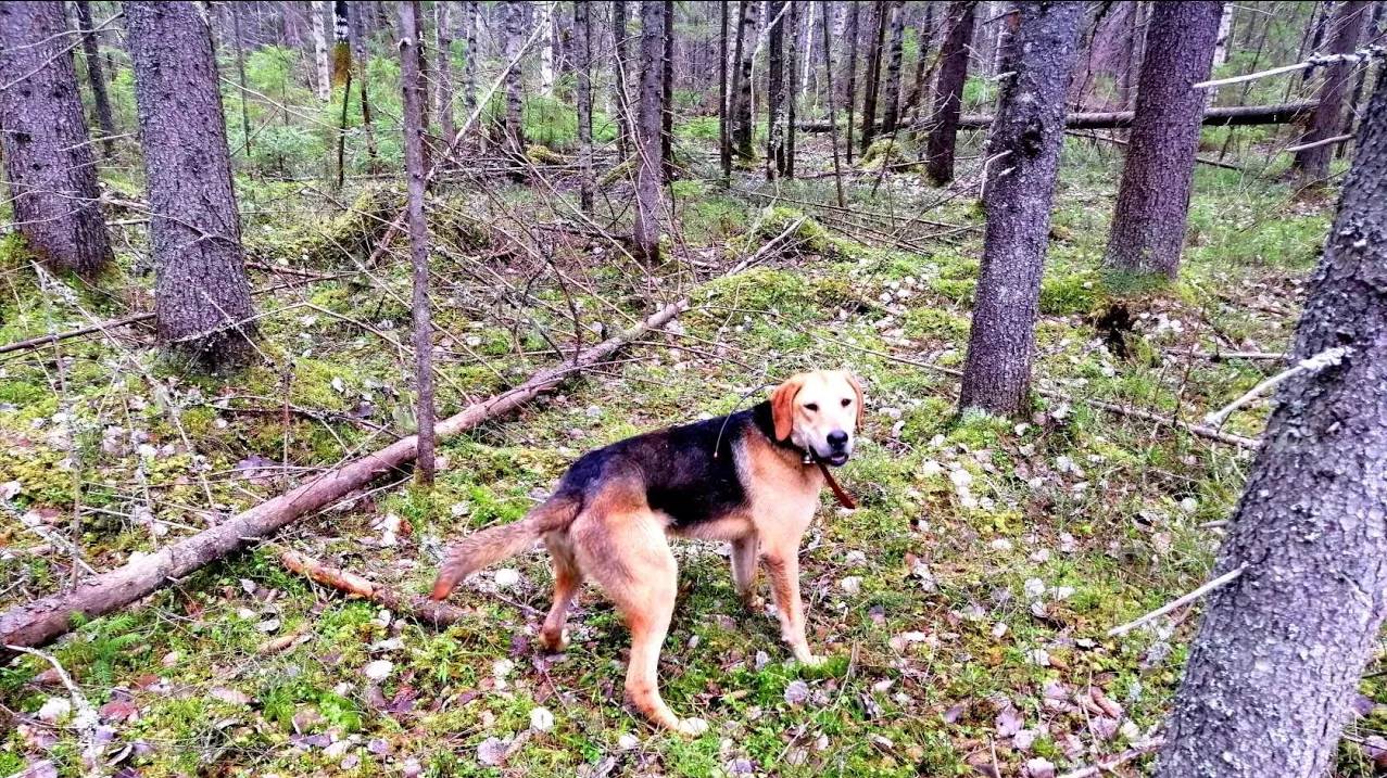 О ЗАЯЦ ПЕРЕБЕЖАЛ. РГ Аргон 11 мес. вл. Шатров В.А.#охотасгончей#собака #животные #топ #hunting смотреть онлайн