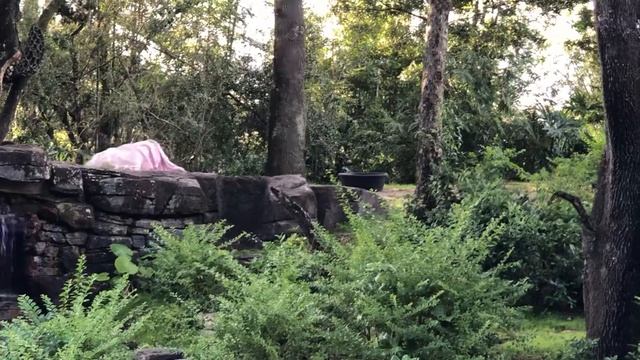 Disney World gorilla plays ghost with blanket смотреть онлайн