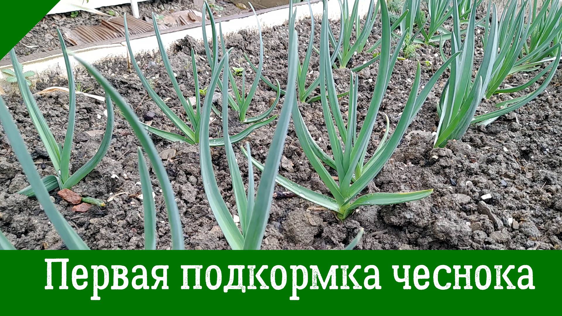 ЧЕСНОК не пожелтеет – ПЕРВАЯ ОБЯЗАТЕЛЬНАЯ весенняя ПОДКОРМКА