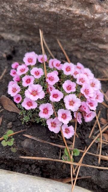 КАМНЕЛОМКА “SISSI”(SAXIFRAGA “SISSI”) 🌸 #saxifraga