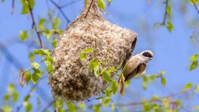 Утренние пение птиц смотреть онлайн