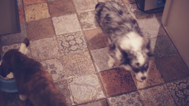 ТОП-10 вещей для собаки в доме | Догмама Аня 🐕🏠 смотреть онлайн