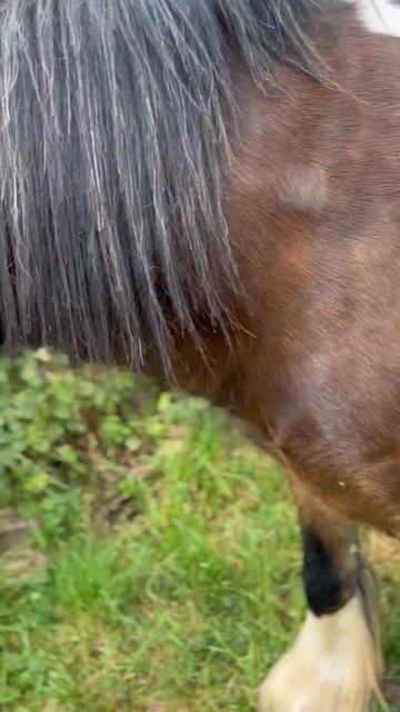 SPECIAL GYPSY COB 🐴#horse #horselover #equestrian смотреть онлайн