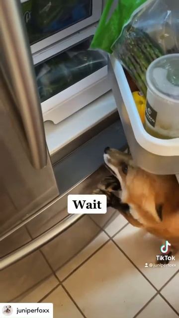 Juniper FOX seeking a snack, courtesy of Instagram, @juniper.foxx, 6-16-21
