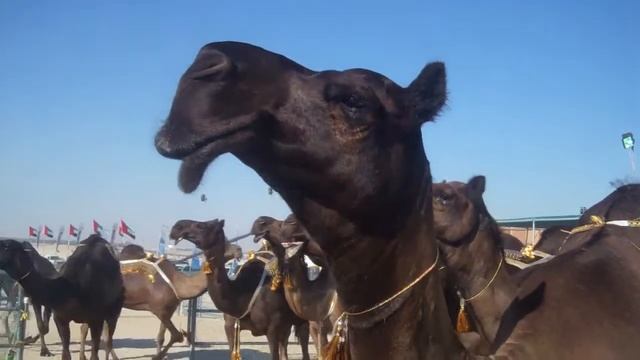 Camel Beauty Competition | Al Ghaiathi, UAE смотреть онлайн