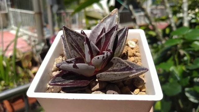 京鹿之子錦 смотреть онлайн