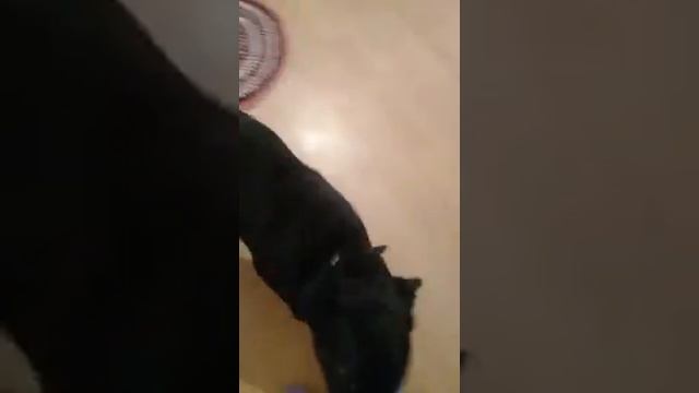 Лабрик плохая собака смотреть онлайн