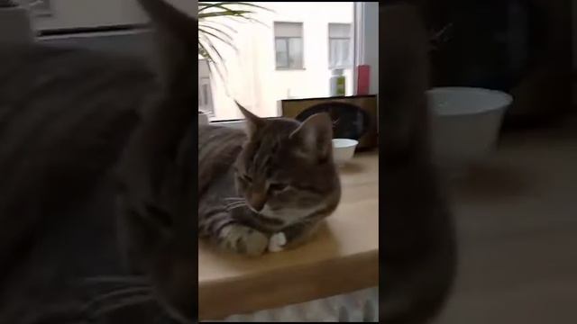 Моя кошка Сара смотреть онлайн