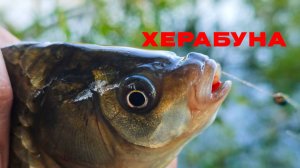 Ленивый карась. Июль. Тишина