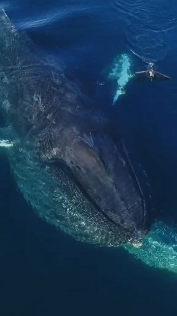 I was so lucky to get this video of a whale with my drone! #sealife #drone #whales #blueplanet смотреть онлайн