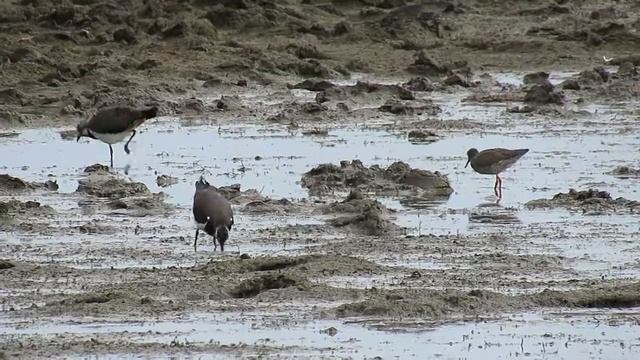 180708#11 Lapwing & Redshank смотреть онлайн