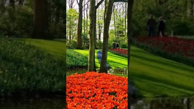 Sabias cuantas especies de plantas hay en el Mundo смотреть онлайн
