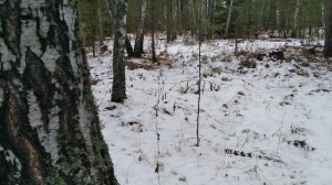 Охота на зайца. С пневматикой. Air Gun Hare Hunter in Russia.
