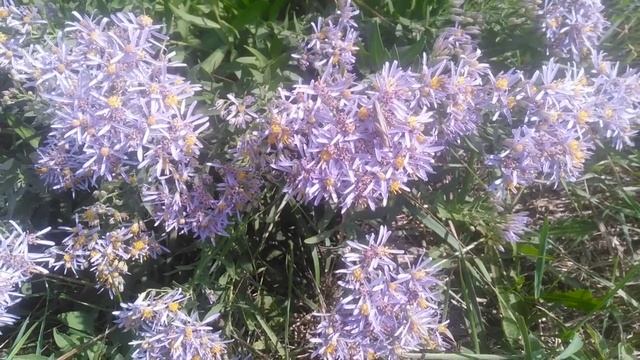 Солонечник галателла узколистный